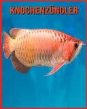 Knochenzüngler Unglaubliche Bilder und Wissenswertes über Knochenzüngler