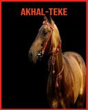 Akhal-Teke Immagini stupende e fatti divertenti sugli animali della natura