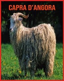Capra d'Angora Immagini stupende e fatti divertenti sugli animali della natura
