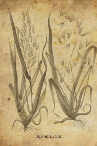 Notebook with botanical/plant cover. Avena L./Oat (Old style botanical notebooks)