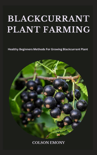 Blackcurrant Plant Farming Healthy Beginners Methods For Growing Blackcurrant Plant