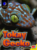 Tokay Gecko (Animals of the Night)