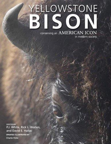 Yellowstone Bison Conserving an American Icon in Modern Society