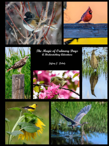 The Magic of Ordinary Days A Birdwatching Adventure