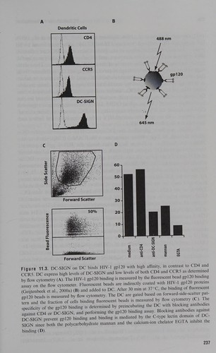 Cellular Aspects of HIV Infection