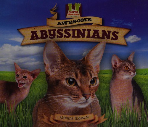 Awesome Abyssinians