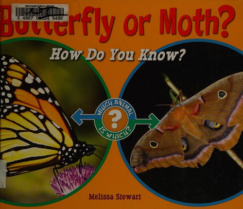 Butterfly or Moth?