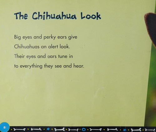 All about chihuahuas
