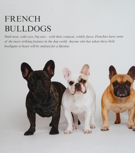 French Bulldogs