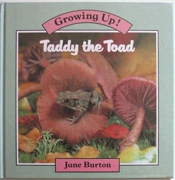 Taddy the Toad