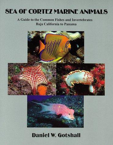 Sea of Cortez Marine Animals