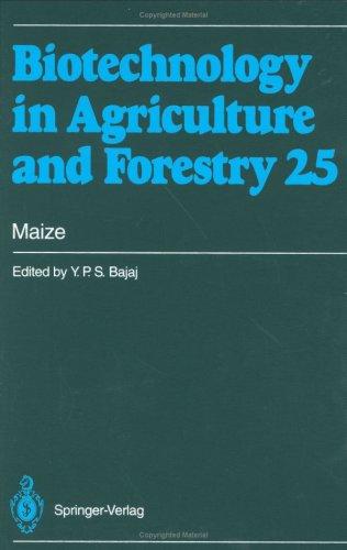 Maize