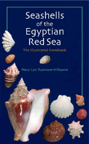 Seashells of the Egyptian Red Sea