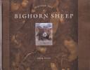Bighorn Sheep