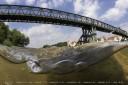 The Danube River Project