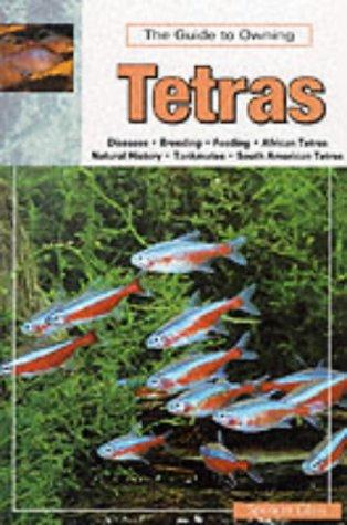 The Guide to Owning Tetras