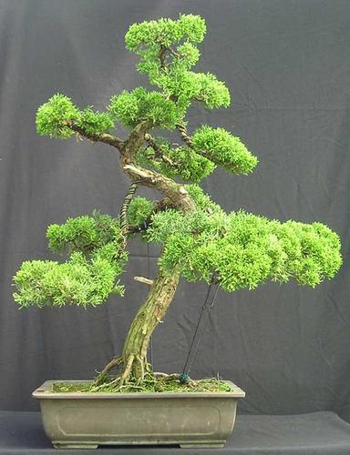 Step-By-Step Create Your Own Bonsai (Step-by-step)