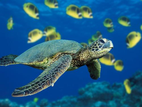 Biology Science Skills Worksheets with Answer Key