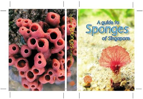 A Guide to Sponges of Singapore