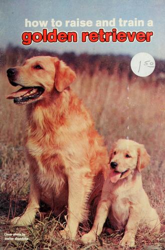 How to raise and train a golden retriever