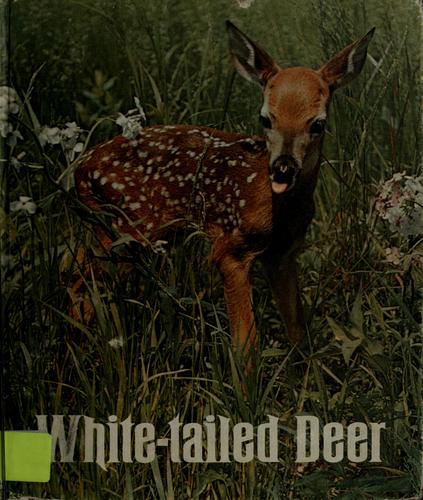 White-tailed Deer