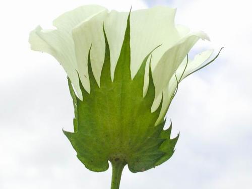 Cotton Breeding