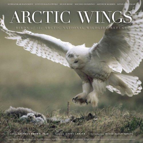 Arctic Wings