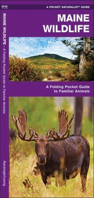 Maine Wildlife: An Introduction To Familiar Species