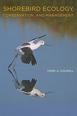 Shorebird Ecology Conservation And Management