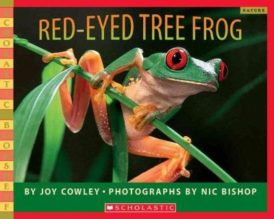 Redeyed Tree Frog