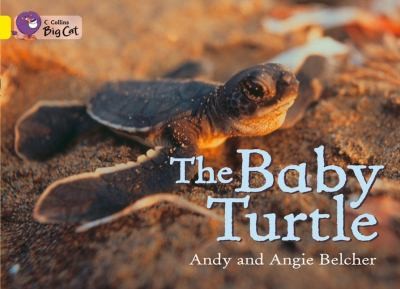 Collins Big Cat: The Baby Turtle