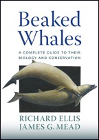 Beaked whales