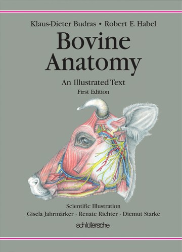 Bovine anatomy