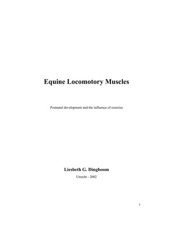 Equine Locomotory Muscles