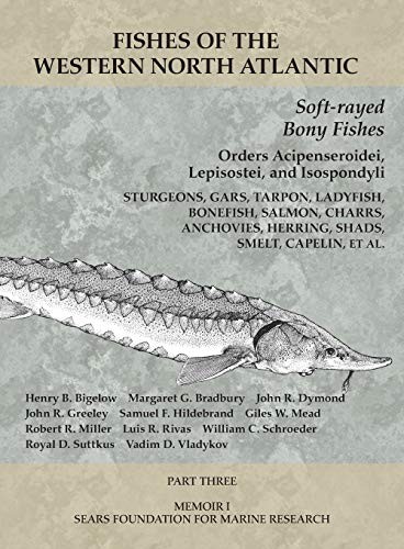 Soft-rayed Bony Fishes