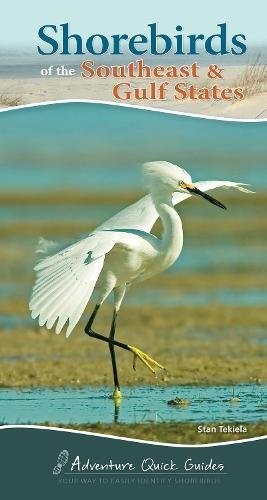 Shorebirds of the Southeast & Gulf States