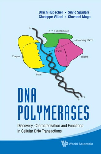 DNA Polymerases