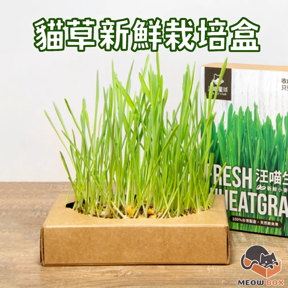汪喵星球 貓草 DIY 栽培組