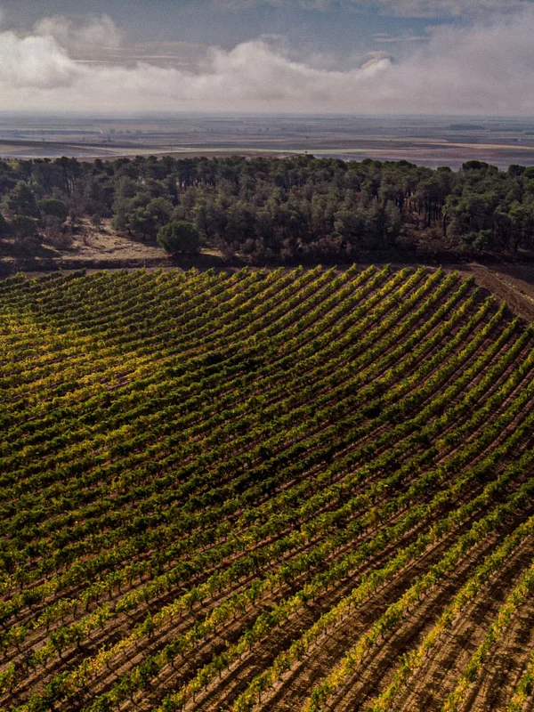 Bodegas Castelo de Medina