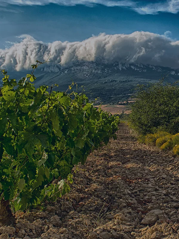 Bodegas Cosme Palacio
