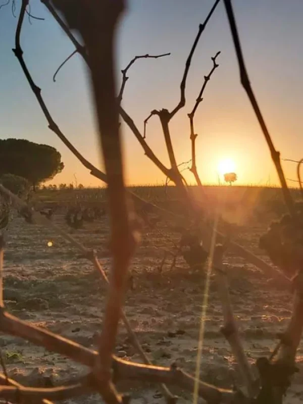Bodegas Ricardo Dumas