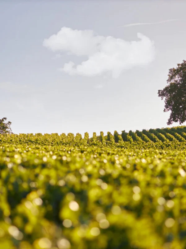 Champagne Deutz