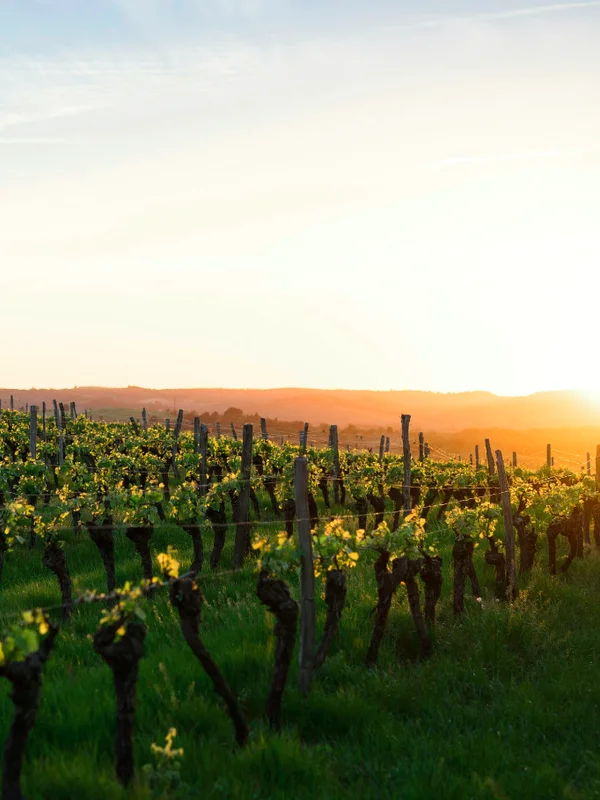 Contemporary Wines AB