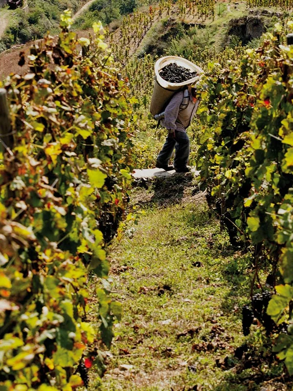 Domaine Saint-Étienne (M. Chapoutier)