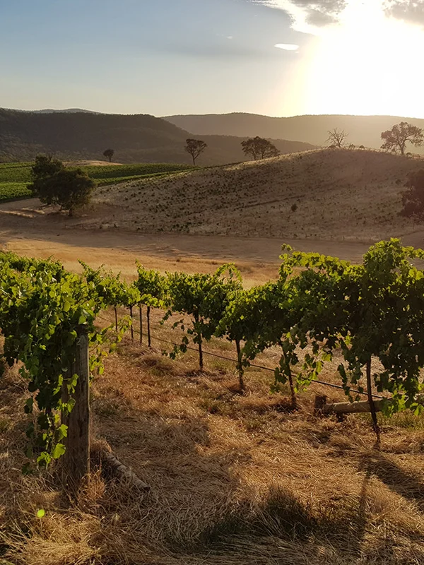 Domaine Schieferkopf (M. Chapoutier)