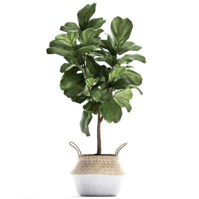Planta de Juta Interna