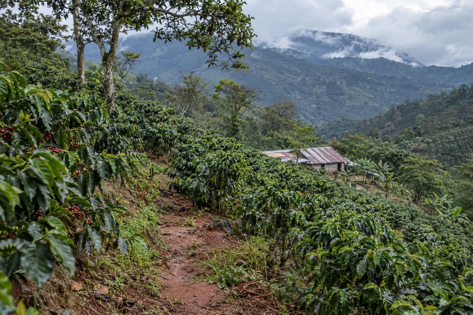 A coffee farm on a hillside, cherries on the branch