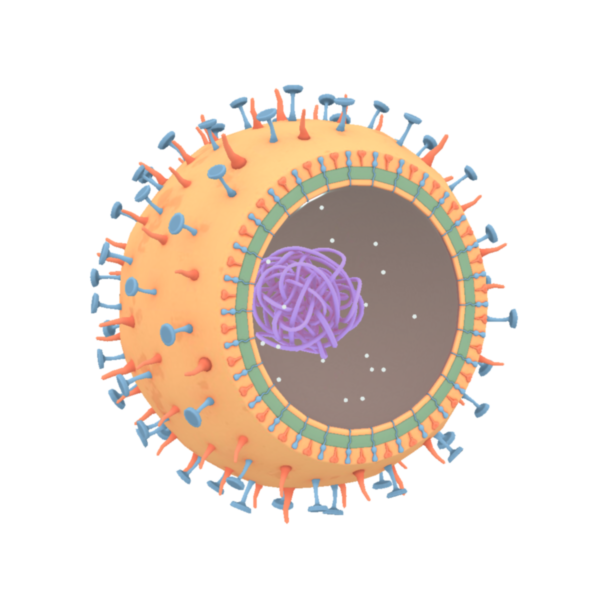 Enhancing Biology Lessons: Using a Merge Cube to Learn about Cells in MS and HS