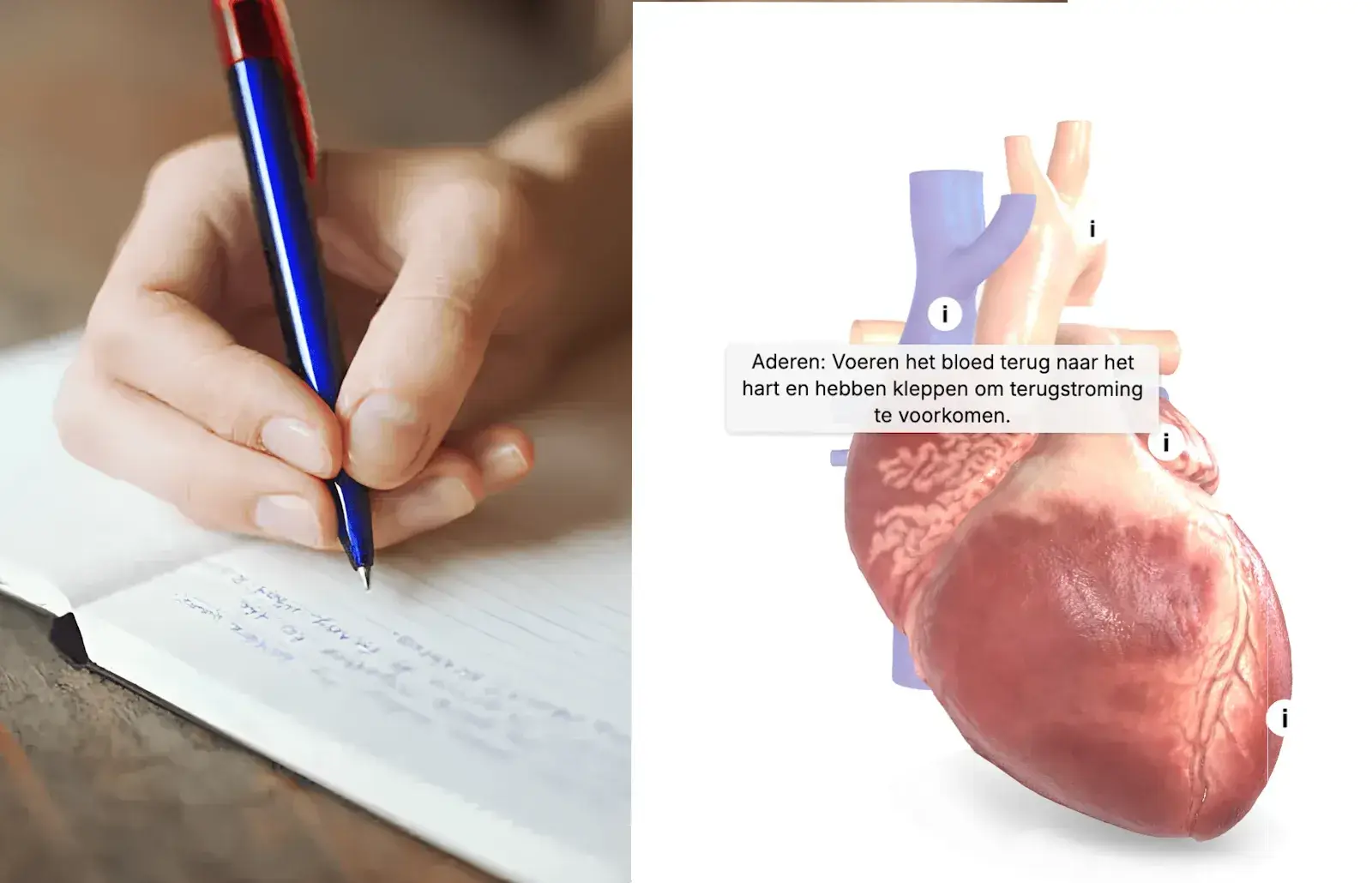 3D-interactieve opdrachten versus traditionele leermethoden