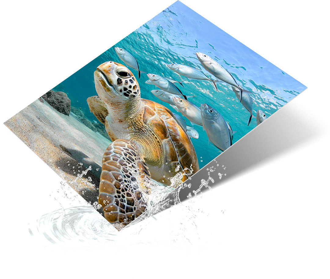 Performance EXT Metal Prints Waterproof and Weatherproof for Display Outdoors